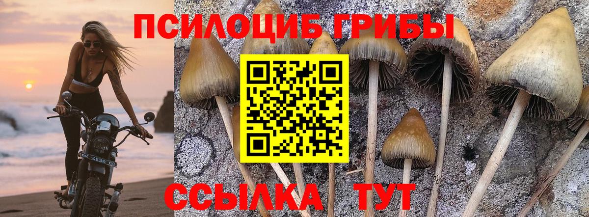 Мичуринск  Галлюциногенные грибы Psilocybe  Вход с VPN 