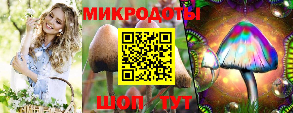 Галлюциногенные грибы Psilocybe Мичуринск